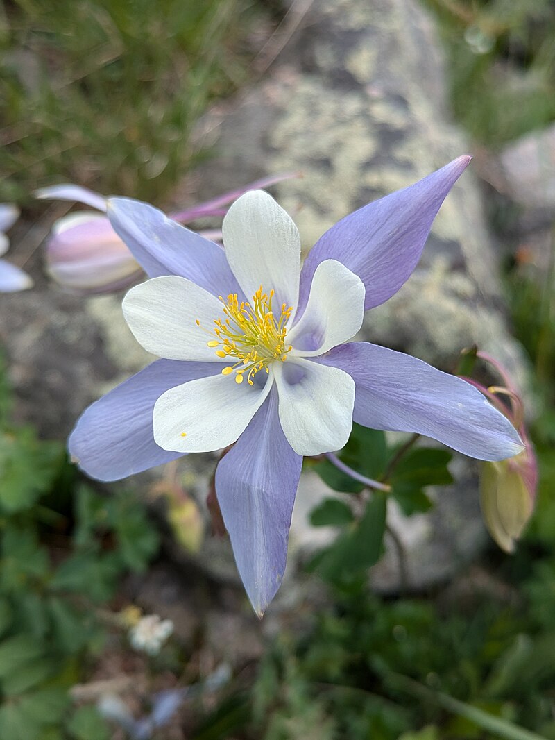 [Aquilegia coerulea]
